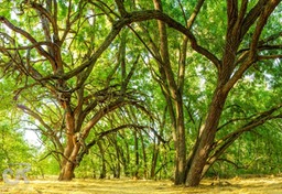 RipponTrees
